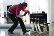 Pono Poperio pingvinai (Mr. Popper’s Penguins)